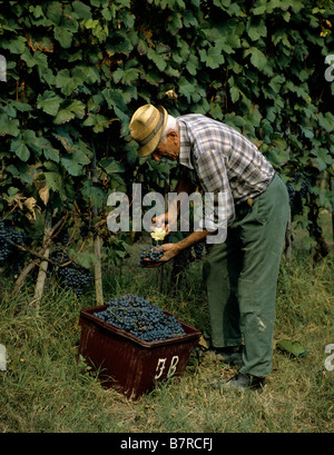 Vignaiolo nel distretto di Barolo cancella un grappolo di uva da foglie Foto Stock