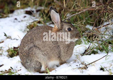 Wild Coniglio europeo (oryctolagus cuniculus) mangiare erba in inverno Foto Stock