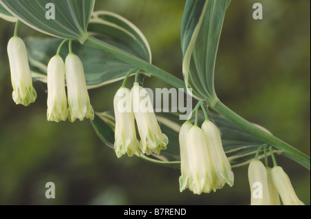 Polygonatum × hybridum " triatum' (Salomone del sigillo) variegata forma di Salomone guarnizione. Foto Stock