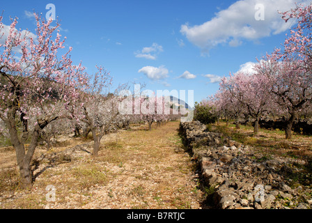 Almond frutteto con filari di alberi in fiore, Jalon Valley, Marina Alta, Provincia di Alicante, Cominidad Valenciana, Spagna Foto Stock