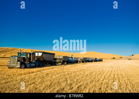 Granella linea di carrelli in attesa di essere caricato con il raccolto frumento durante il periodo del raccolto nella regione di Palouse di Washington Foto Stock