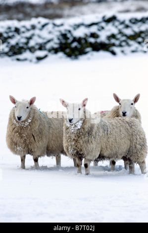 Cheviot pecore in snow Lake District inglese Cumbria Foto Stock