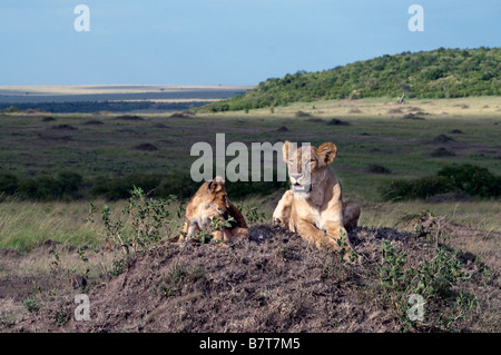 Leonessa africana con appoggio del cub Foto Stock