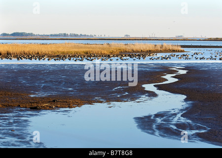 Blackwater National Wildlife Refuge Cambridge, Maryland, Stati Uniti d'America Foto Stock