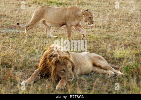 Leonessa passando accanto al riposo leone maschio che stabilisce in primo piano Foto Stock