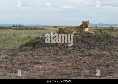 Leonessa africana con due giovani cubs Foto Stock