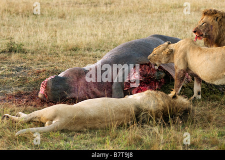 I Lions di orgoglio guzzling all ippopotamo carcassa Foto Stock