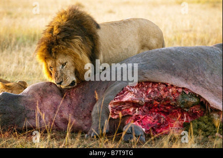 Maschio di leone Panthera Leo sul suo kill Foto Stock