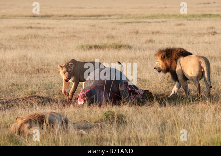 I Lions guzzling all ippopotamo carcassa Foto Stock