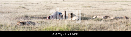 I Lions guzzling all ippopotamo carcassa Foto Stock