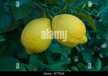 Coppia di limoni " Lisbona" varietà, appeso sul ramo.. Foto Stock