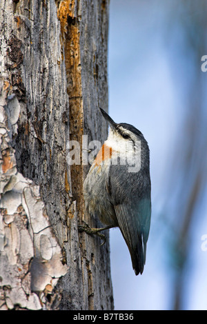 Krueper il picchio muratore (Sitta krueperi), seduto su un tronco di albero, Grecia, Lesbo Foto Stock