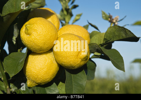 Coppia di limoni " Lisbona" varietà sul ramo. Foto Stock