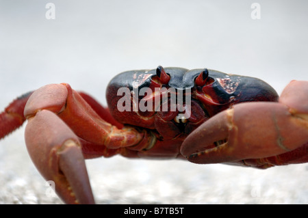 Un granchio rosso attraversa la strada durante la sua annuale migrazione di allevamento sull isola di Natale della costa nord del Western Australia Foto Stock