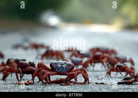 Gamberi rossi attraversare la strada durante la loro annuale migrazione di allevamento sull isola di Natale della costa nord del Western Australia Foto Stock