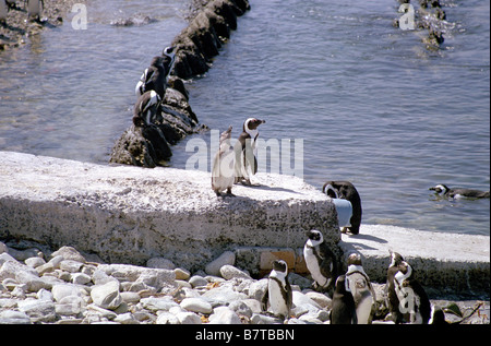 Foto della colonia di pinguini Jackass di Robben Island, appena fuori Città del Capo in Sud Africa. Foto Stock