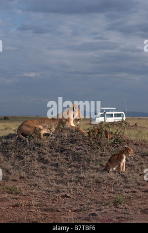 Leonessa africana e la sua cubs mantenere vigile guardare su minivan con persone provenienti da guardare i Lions Foto Stock