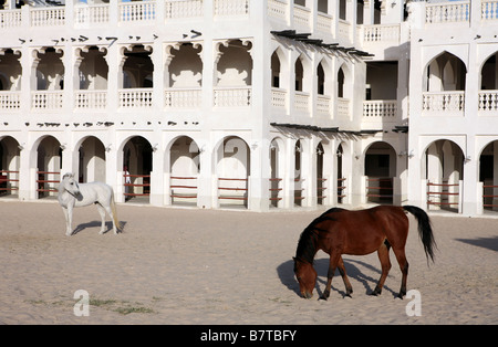 Razza di cavalli arabi in un paddock di fronte al Emiri Diwan palazzo nel centro di Doha Foto Stock