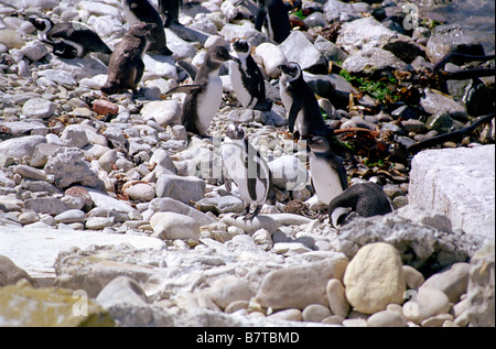 Foto della colonia di pinguini Jackass di Robben Island, appena fuori Città del Capo in Sud Africa. Foto Stock