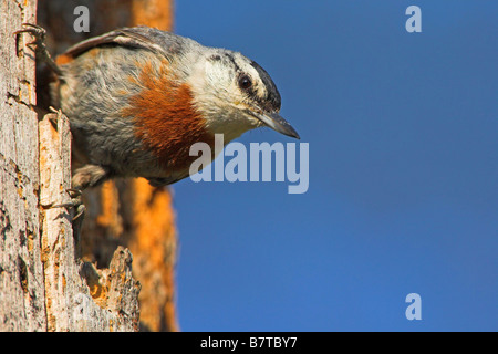 Krueper il picchio muratore (Sitta krueperi), seduto su un tronco di albero, Grecia, Lesbo Foto Stock