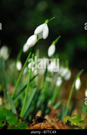 Snowdrops(Galanthus nivalis). Foto Stock