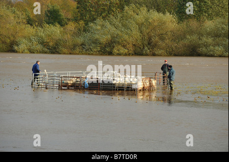 Gli agricoltori wade in acque alluvionali del fiume Eden per il soccorso di un gregge di pecore a trefoli Foto Stock