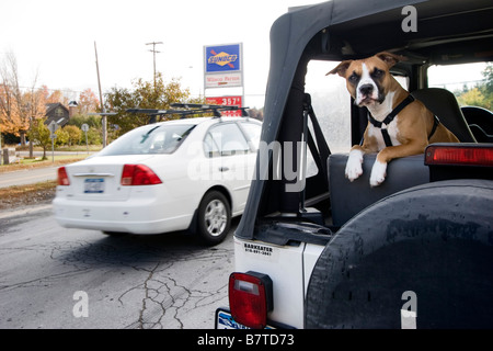 Un cane in auto in Wilmington New York STATI UNITI D'AMERICA Foto Stock