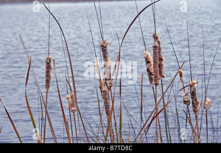 Cattails reeds contro blu waterbody Foto Stock