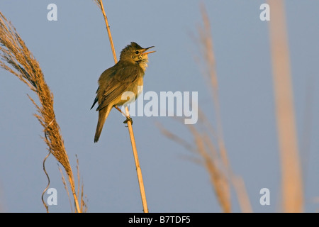 Trillo reed (Acrocephalus scirpaceus scirpaceus), seduto sulla canna, cantando, in Germania, in Renania Palatinato Foto Stock