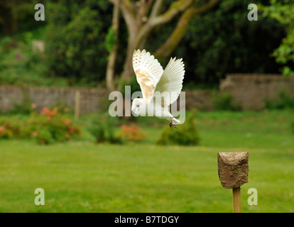 Flying British Barbagianni Tyto alba al World Owl Trust Muncaster Castle Cumbria Foto Stock