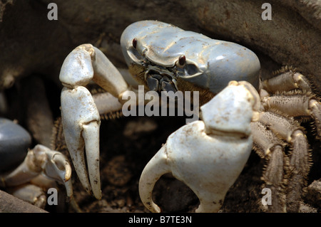 Un brigante crab sull isola di Natale fuori dell'Australia occidentale costa del nord Foto Stock