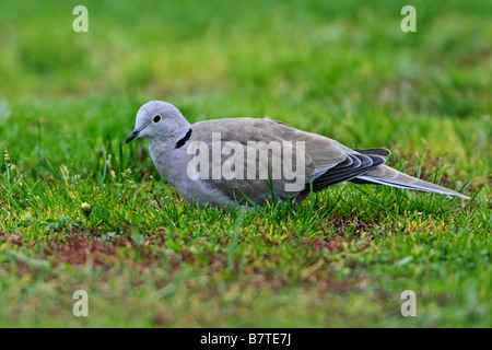 Colomba a collare (Streptopelia decaocto), seduta in erba, Paesi Bassi, Texel Foto Stock