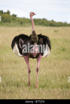 Uno struzzo visualizzazione ad una femmina nelle vicinanze del Masai Mara in Kenya Foto Stock