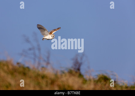 Barbagianni Tyto alba la caccia al crepuscolo Welney Norfolk Foto Stock