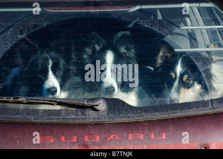 Tre cani in auto Foto Stock