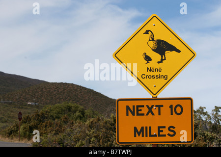 Nene attraversando cartello stradale di haleakala national park in Maui, Hawaii Foto Stock