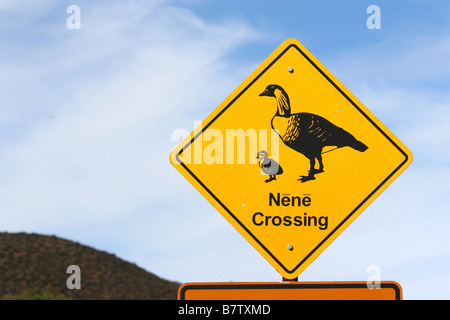 Nene attraversando cartello stradale di haleakala national park in Maui, Hawaii Foto Stock