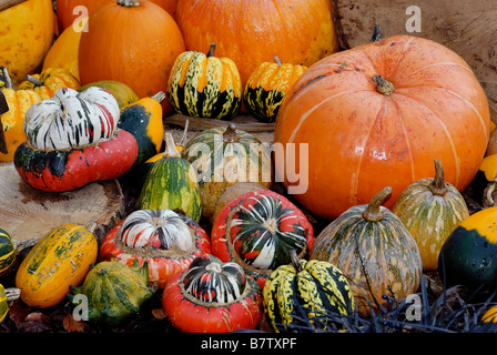 Una varietà di zucche Foto Stock