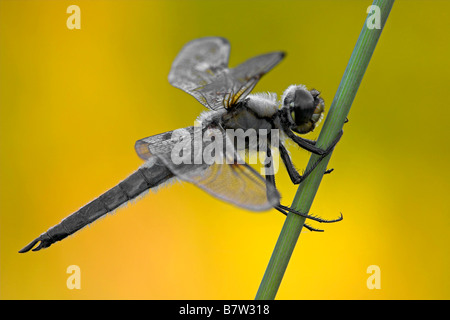 Quattro-spotted libellula, quattro-spotted chaser, quattro spot (Libellula quadrimaculata), seduti a un gambo, Germania, Rhineland-Palati Foto Stock