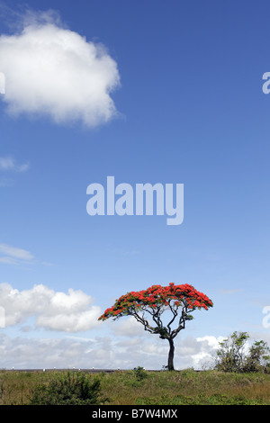 Royal Poinciana albero in fiore Foto Stock