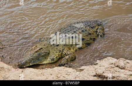 Il Kenya, il Masai Mara, Narok distretto. Un grande coccodrillo del Nilo si crogiola al sole su una banca del fiume di Mara Foto Stock