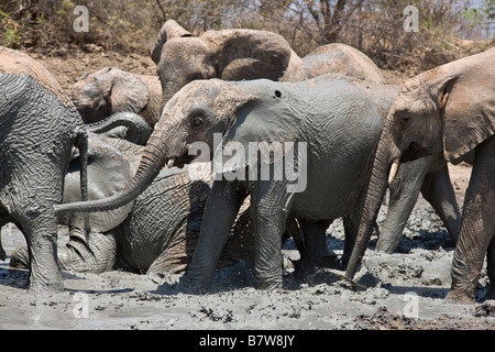 Kenya, Tsavo Est, Ithumba. Giovani elefanti godetevi un bagno di fango a Ithumba in una unità per gli orfani Foto Stock