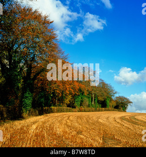 Bordo del legno di gallina East Meon Hampshire REGNO UNITO Foto Stock