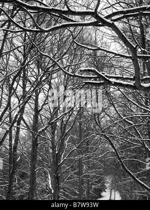 I rami degli alberi refilato con neve, in bianco e nero Foto Stock