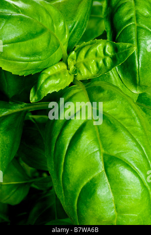 Di foglie di basilico fresco sulla crescita su una vera e propria pianta in vaso Foto Stock