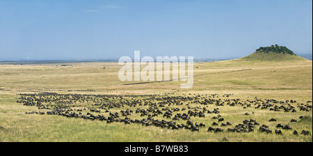 Il Kenya, il Masai Mara, Narok distretto. Lungo le colonne di gnu zig-zag attraverso pianure erbose durante la migrazione di GNU Foto Stock