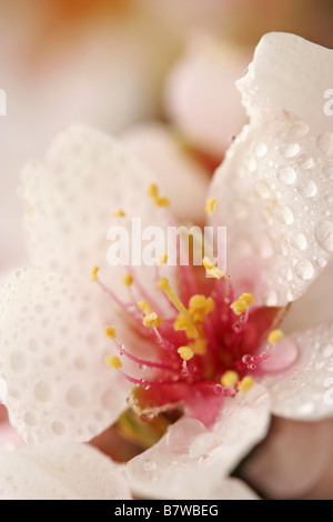 Mandorlo fiori con goccioline Prunus dulcis o communis Foto Stock