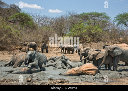 Kenya, Tsavo Est, Ithumba. Giovani elefanti godetevi un bagno di fango a Ithumba in una unità per gli orfani Foto Stock