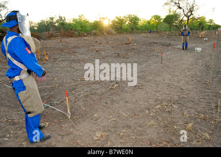 APOPO Mine Action Program personale utilizzando ratti addestrati a fiutare l mine terrestri e altri UXO nella provincia di Gaza in Mozambico. Foto Stock