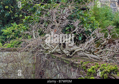 Nodose albero che cresce sulla parete Foto Stock